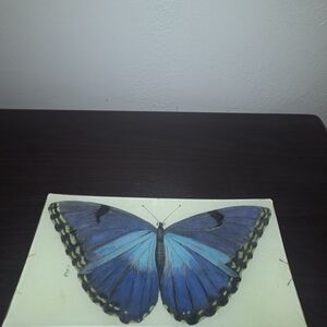 Blue Butterfly Decorative Tile